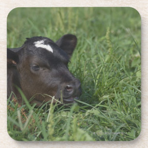 In Chinese zodiac, 2009 is year of ox. Coaster