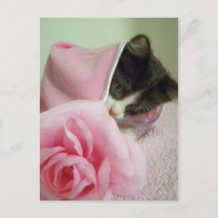 in doll blanket Kitten Postcard