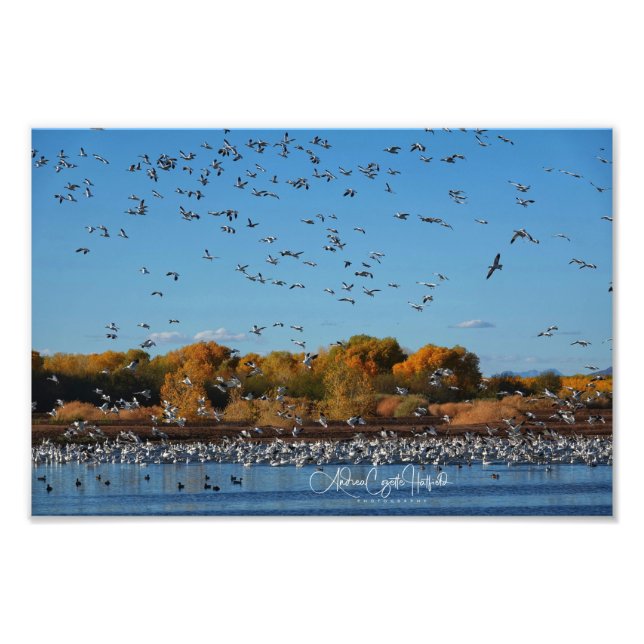 In Flight Photo Print (Front)
