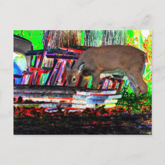 In Focus Now Postcard