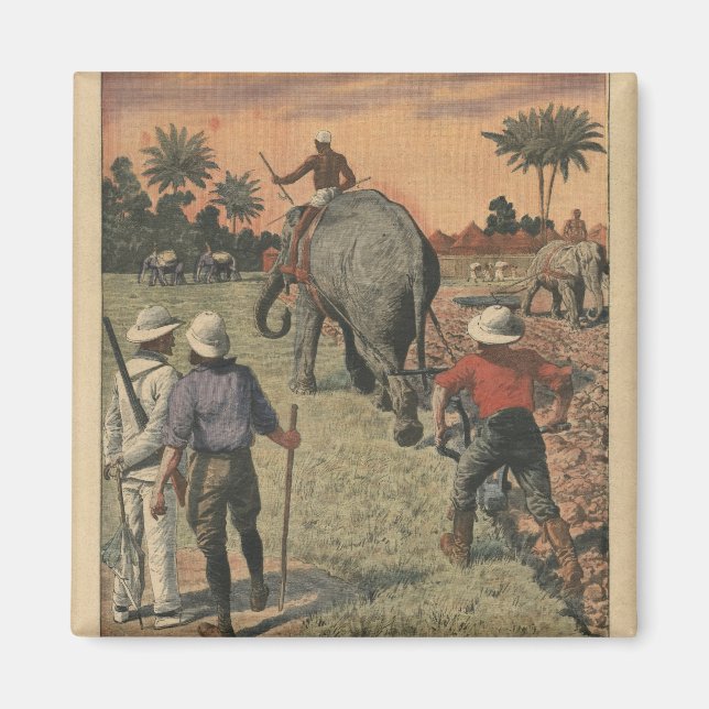 In French Congo, elephant trained to ploughing Magnet (Front)