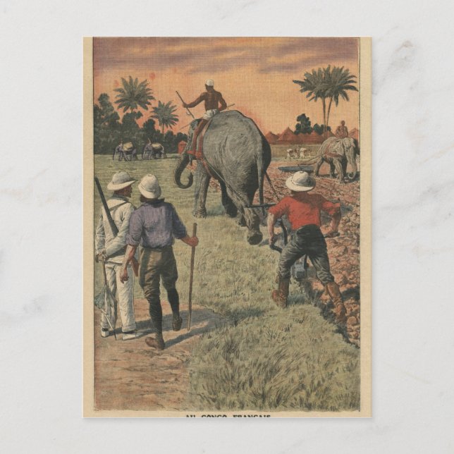 In French Congo, elephant trained to ploughing Postcard (Front)