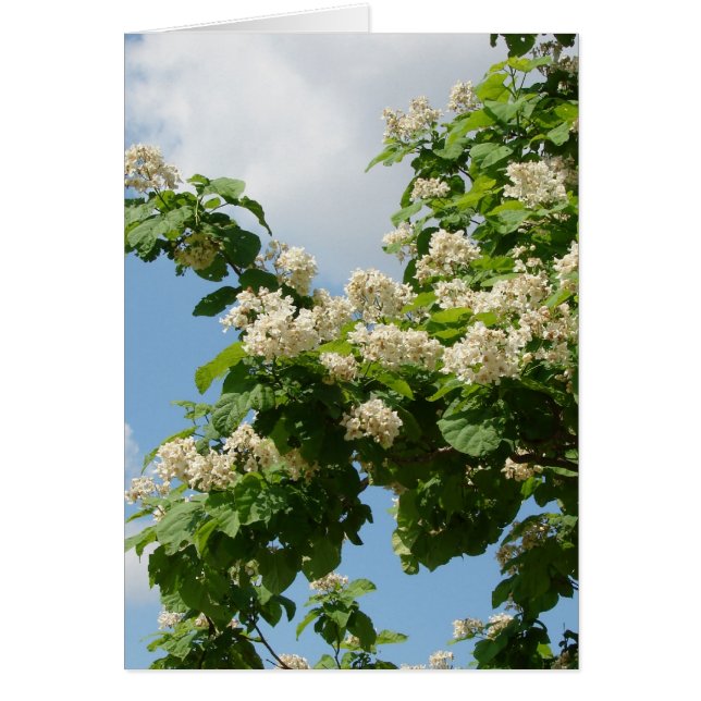 In Full Bloom (Front)