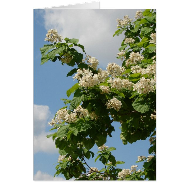 In Full Bloom (Front)