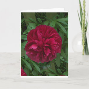 In Full Bloom Card