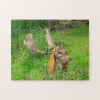 In hiding - little deer - wildlife photography