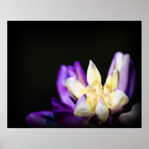 In Love with Lupine Poster