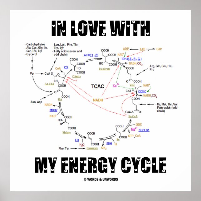 In Love With My Energy Cycle (Krebs Cycle) Poster (Front)