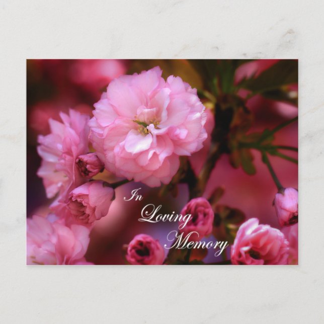 In Loving Memory Spring Pink Cherry Blossoms Postcard (Front)