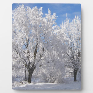 in snow, white trees in winter plaque