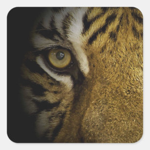 In the Eye of a Tiger Square Sticker