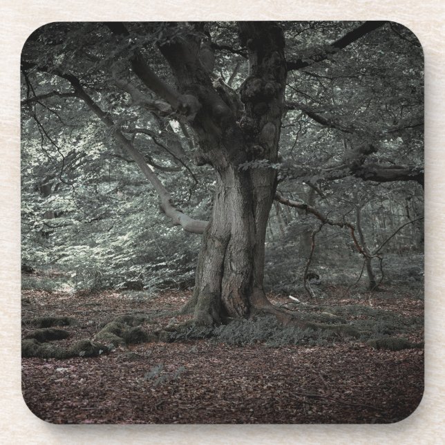 In the fairytale forest    coaster (Front)