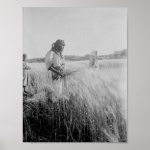 In the fields of Boaz in Bethlehem Poster