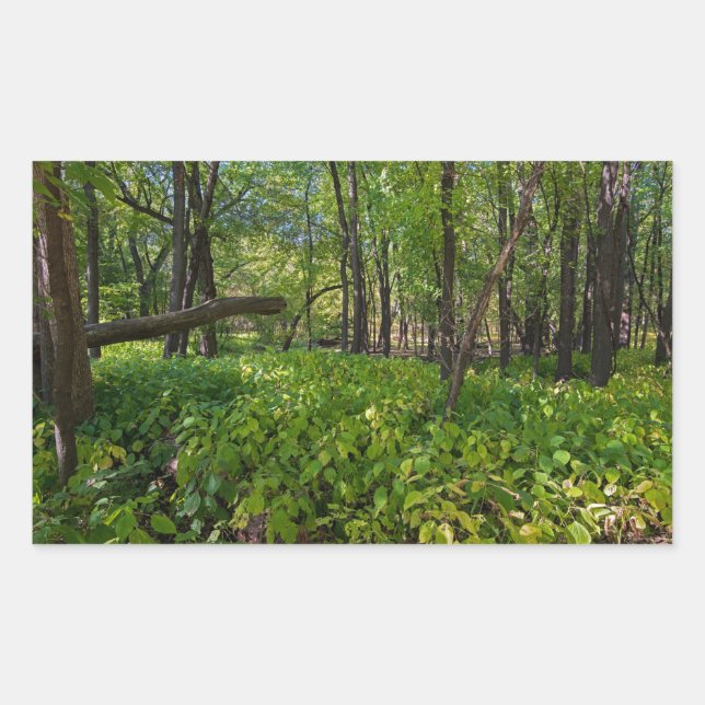 in the forest at fort snelling state park rectangular sticker (Front)