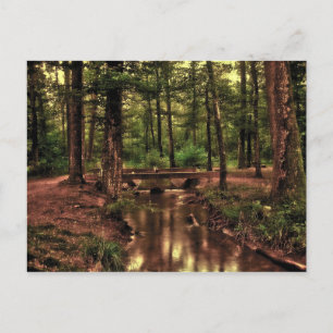 In the forest postcard