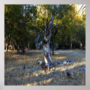 In the Forest.... Poster