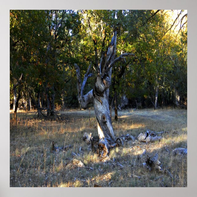 In the Forest.... Poster (Front)