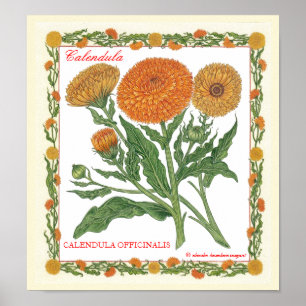 In The Garden ~ Calendula Poster