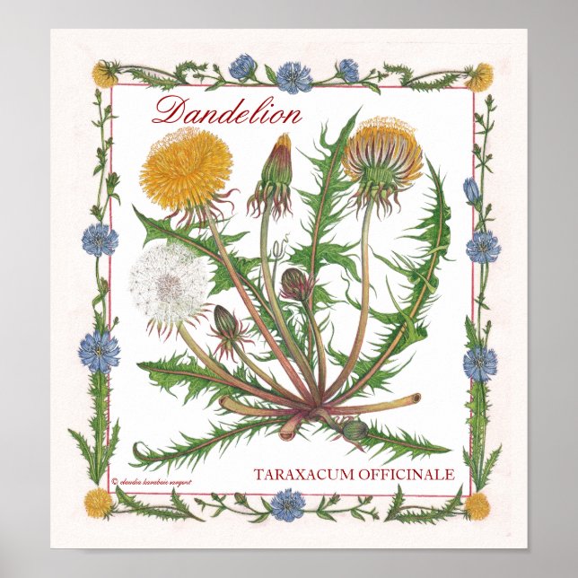 In the Garden ~ Dandelion Poster (Front)