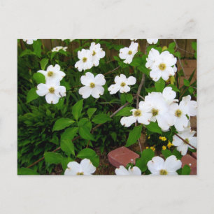 In The Garden ~ Dogwood Blossoms Postcard