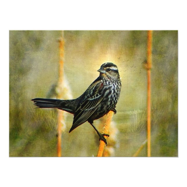 In the Limelight Poster Print (Front)