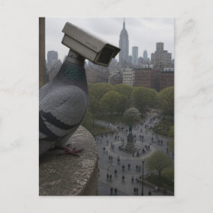 in the park A surreal surveillance camera pigeon Postcard