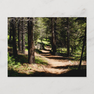 In the Pines Postcard - Hiking near Winter Park CO