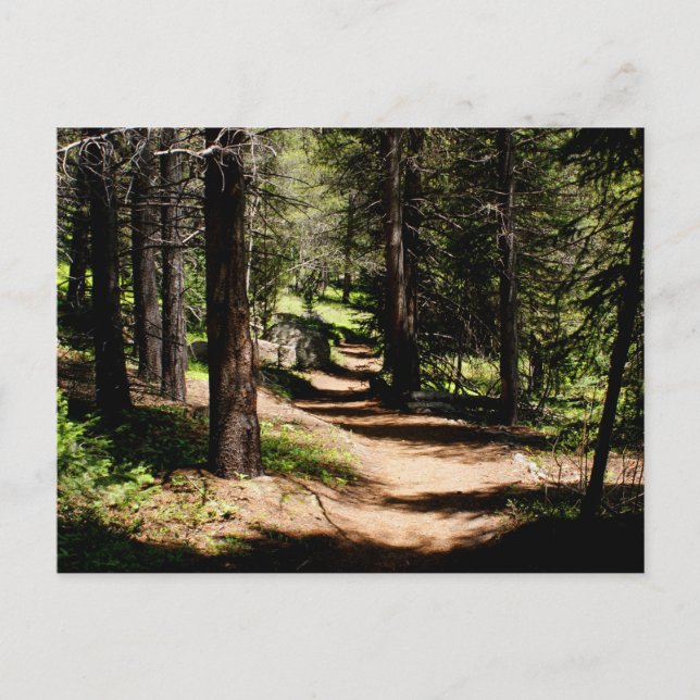 In the Pines Postcard - Hiking near Winter Park CO (Front)