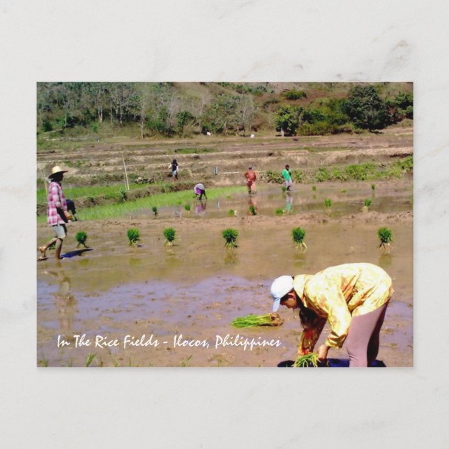 In The Rice Fields - Ilocos, Philippines Postcard (Front)
