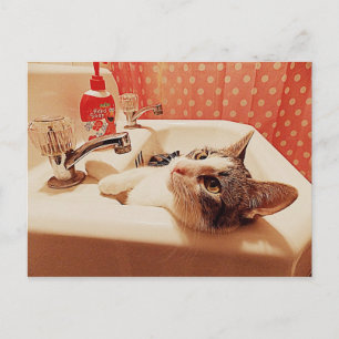 In the Sink Kitty Card