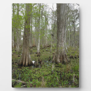In the Swamp Plaque