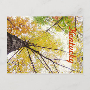 In the Trees by JerseyFawn Postcard