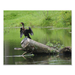 In The Wild 10 x 8 Photographic Print