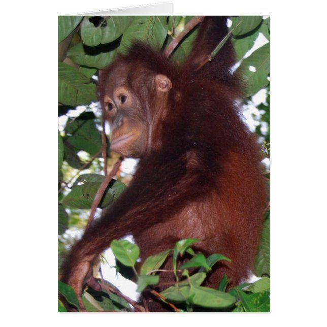 In the Wild: Orangutan (Front)