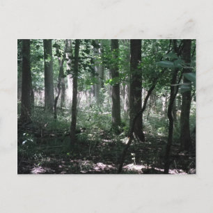 In The Woods Postcard