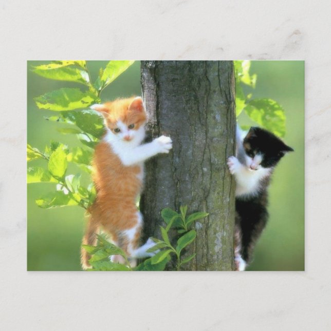 In Trouble Now Postcard (Front)