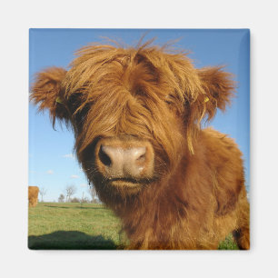 In Your Face Cow Magnet