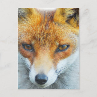 In your face vixen postcard