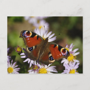 Inachis io postcard