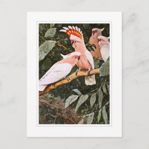 Inca Cockatoo ; by W.Kuhnert Postcard