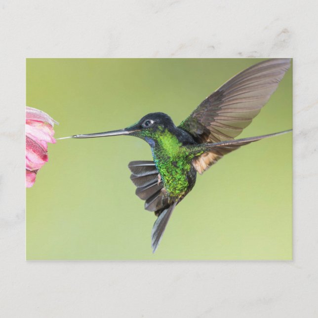 Inca Hummingbird in Flight Pose Postcard (Front)