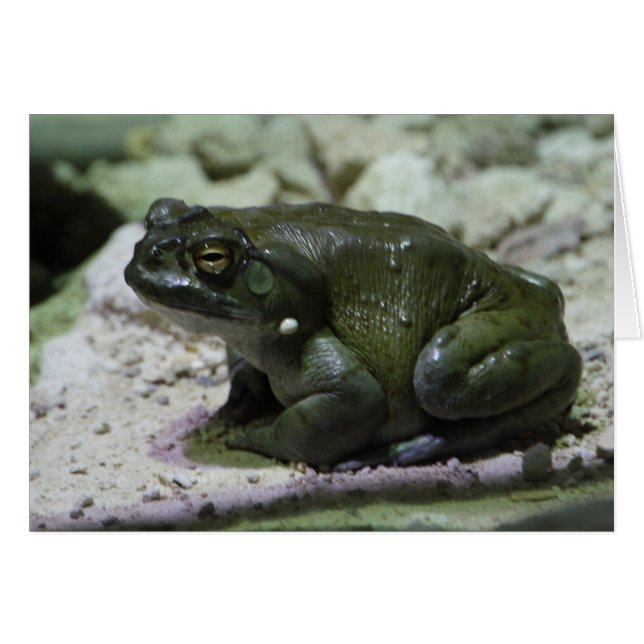 Incilius alvarius (Front Horizontal)