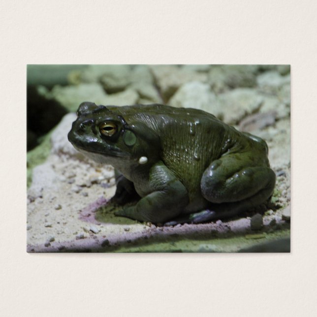 Incilius alvarius (Front)