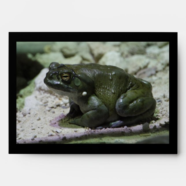 Incilius alvarius envelopes (Front)