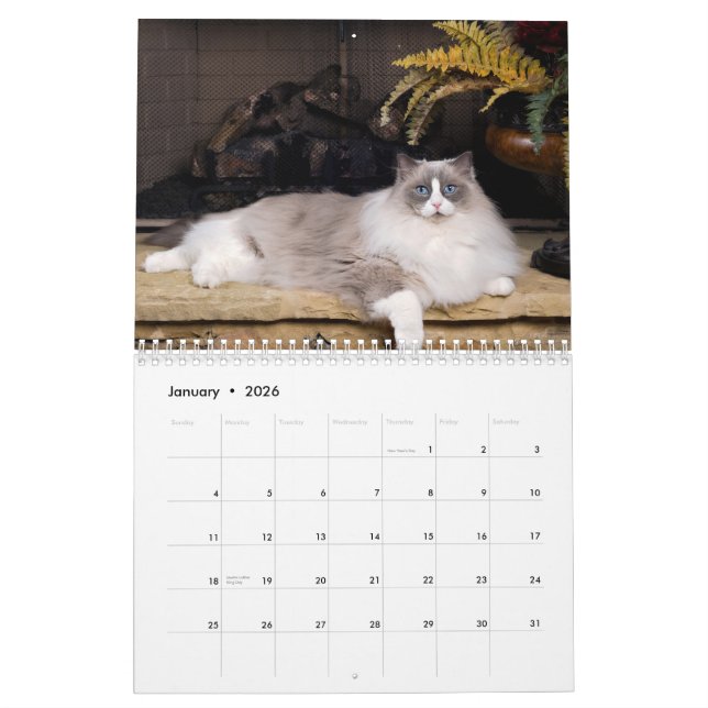 Incredible Ragdolls Wall Calendar (Jan 2026)