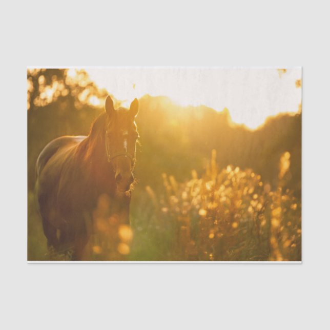 Incredibly Stunning Horse Bathed in Sunlight Tissue Paper (Front)