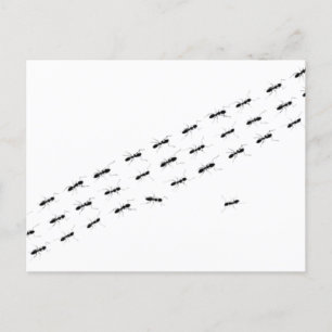 Independant Ants Postcard
