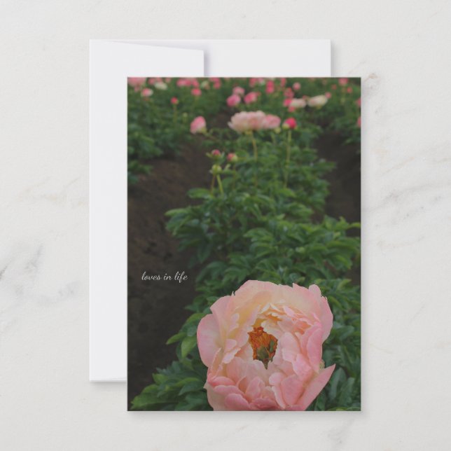 Independant Pink Peony Card (Front)