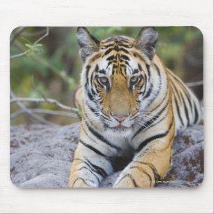 India, Bandhavgarh National Park, tiger cub Mouse Mat