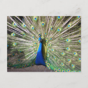 India Blue Peacock Postcard